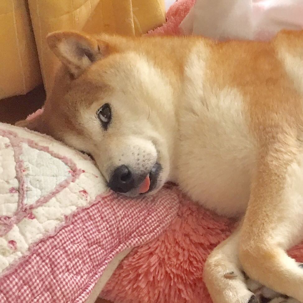 Kabosu relaxing on bedding with playful expression
